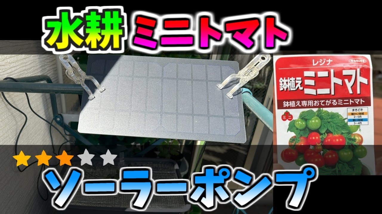 収穫増！矮性ミニトマト「レジナ」をソーラーのウォーターポンプで育てました。＃水耕栽培　＃ミニトマト#ソーラーパネル