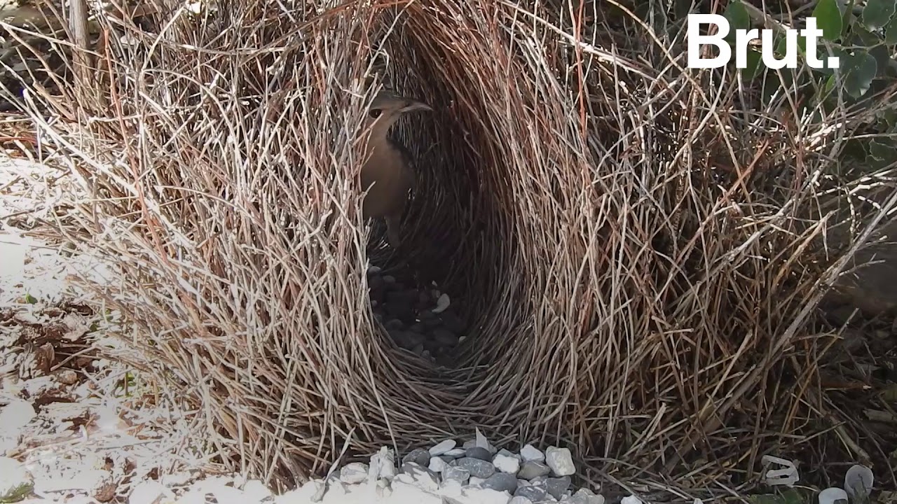 Ces oiseaux construisent les nids les plus complexes au monde