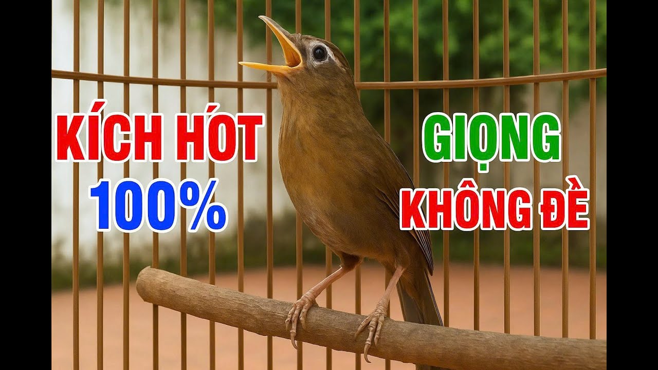 Giọng Rừng Thật – Kích Họa Mi Bổi Lên Lửa, Hót Cực Sung!