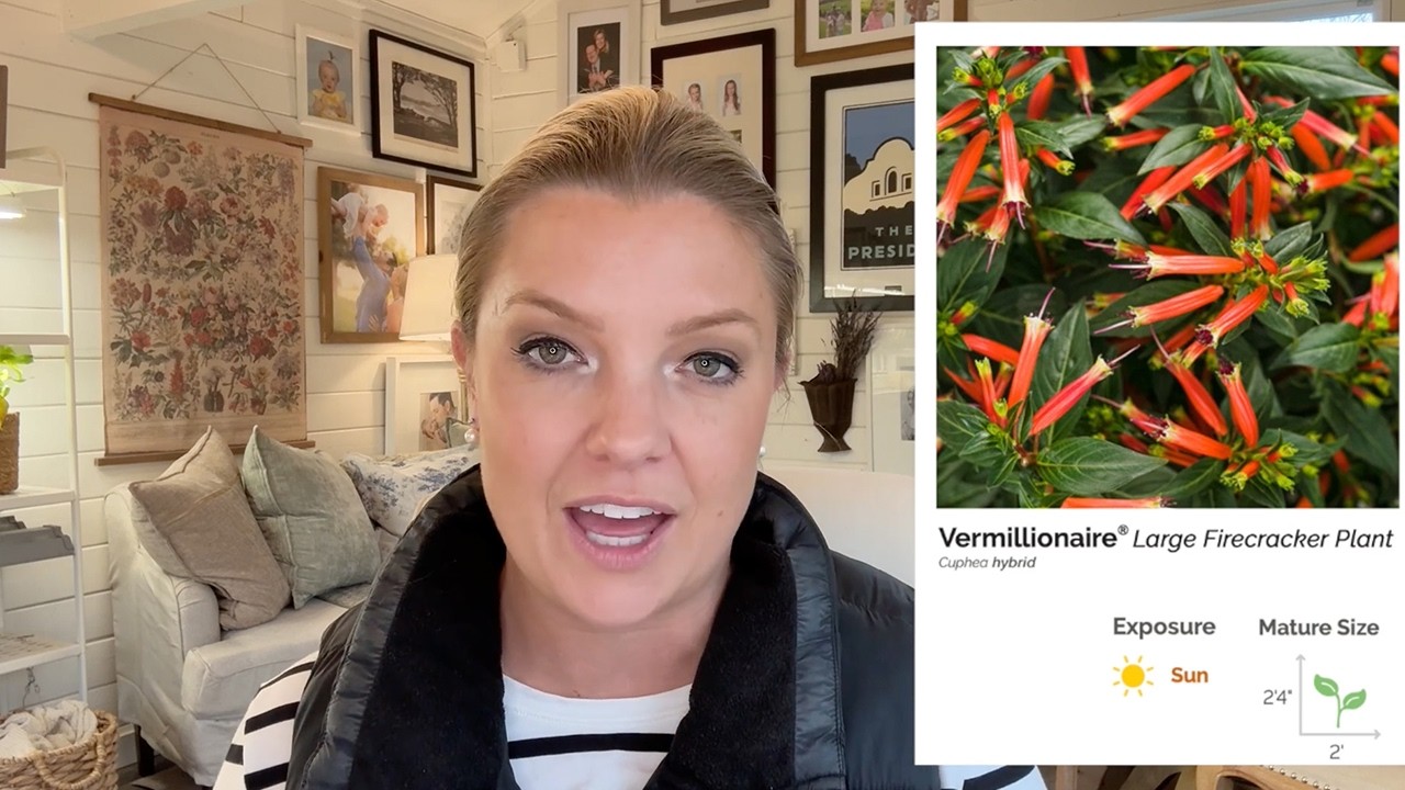Best Bang For Your Buck Annuals Vermillionaire&reg;