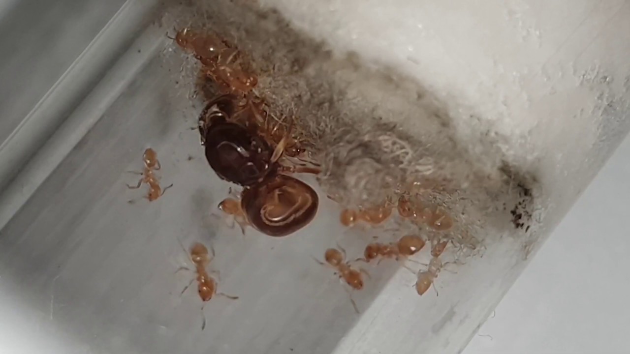 FICHE ELEVAGE - LASIUS FLAVUS