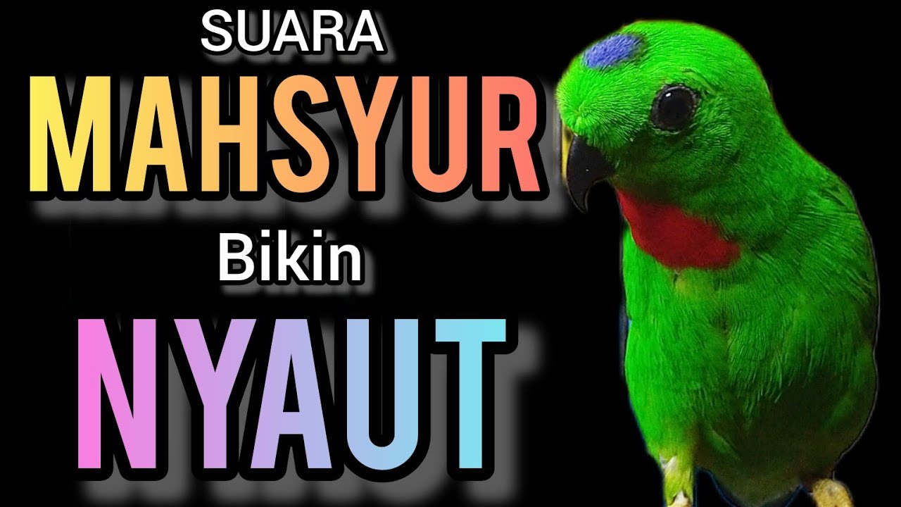SUARA BURUNG serindit gacor MAHSYUR buat PANCINGAN SERINDIT agar EMOSI NYAUT
