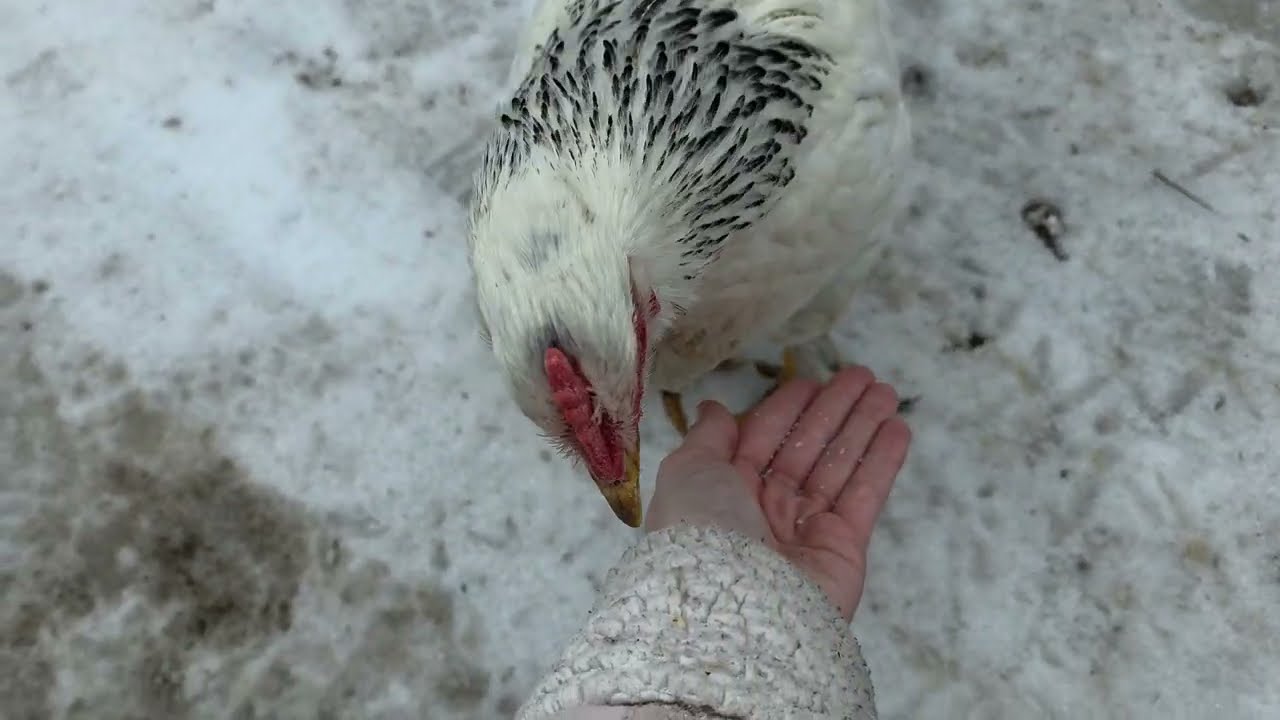 КУРОЧКА Соля і котик змагаються за харчі 😅🐔 РУЧНА КУРОЧКА 