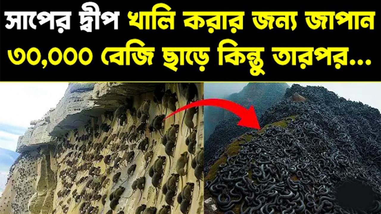 সাপ ও বেজির ভয়ঙ্কর লড়াই | mongoose vs snake | beji abong saper lorai ( KING BELKUCHI)