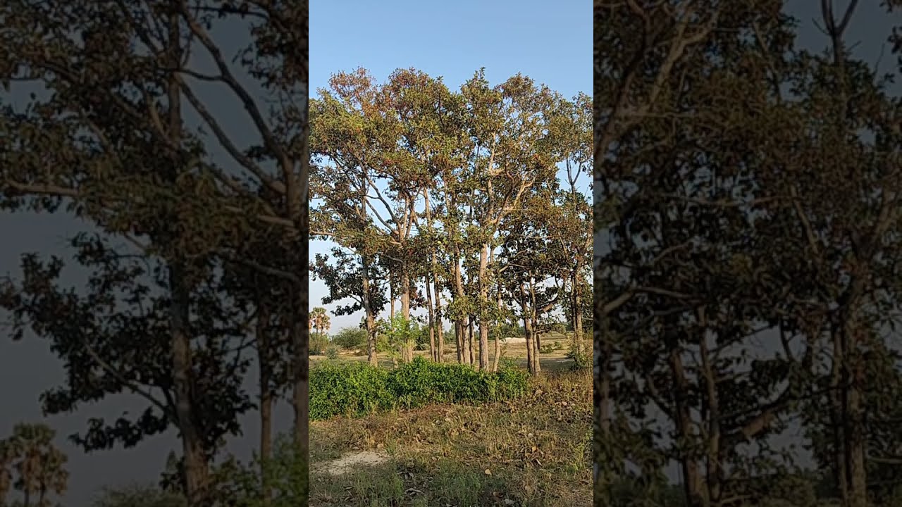 #Ep676สวัสดียามแลงค่ะบ้านนา ฟ้าใส ชาแนล กำลังถ่ายทอดสด!