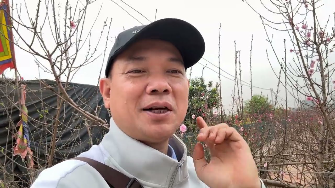 Hoa đào nở trước Tết. Người nông dân trồng đào mất Tết-trời lại ấm không rét đào càng nở mạnh. 