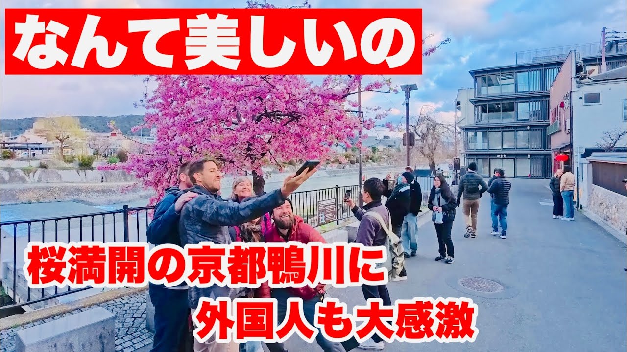 【4K】2026年3月4日（水）なんて美しいの！桜満開の京都鴨川に外国人も大感激！