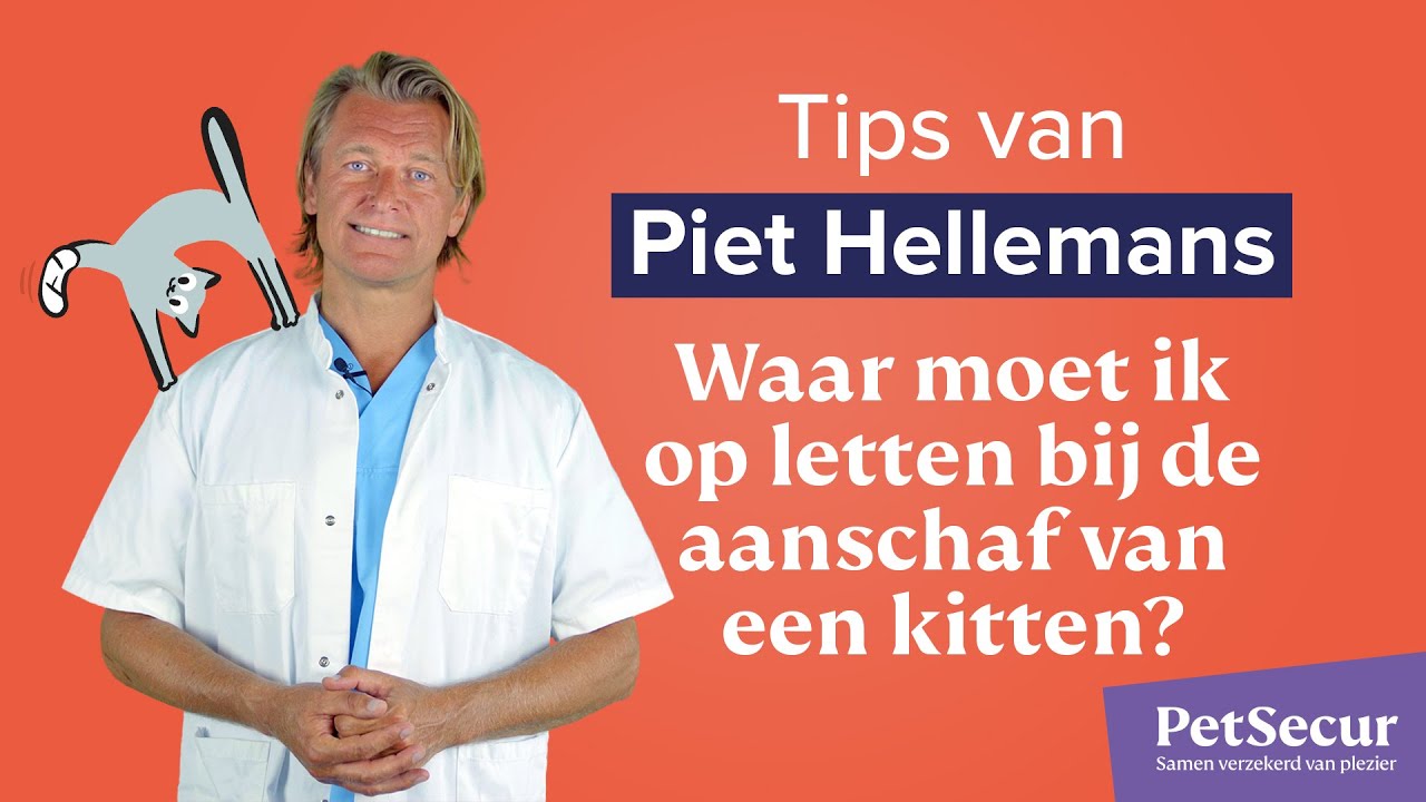 Piet Hellemans - Alles wat je moet weten over de aanschaf van kittens
