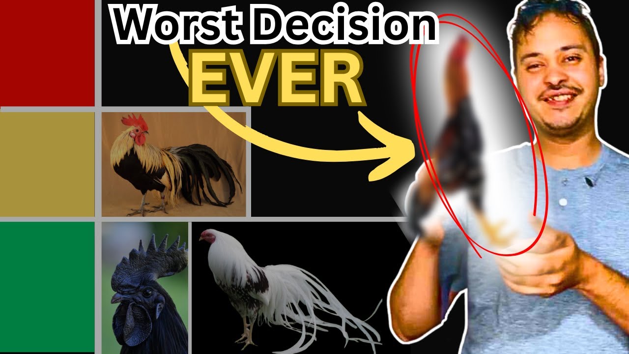 The 10 Worst Chicken Breeds For Beginners