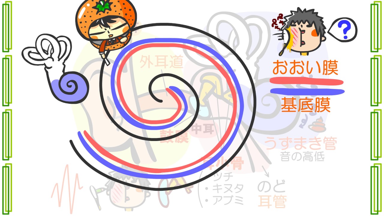 生物４章４話「耳のしくみ」ｂｙWEB玉塾