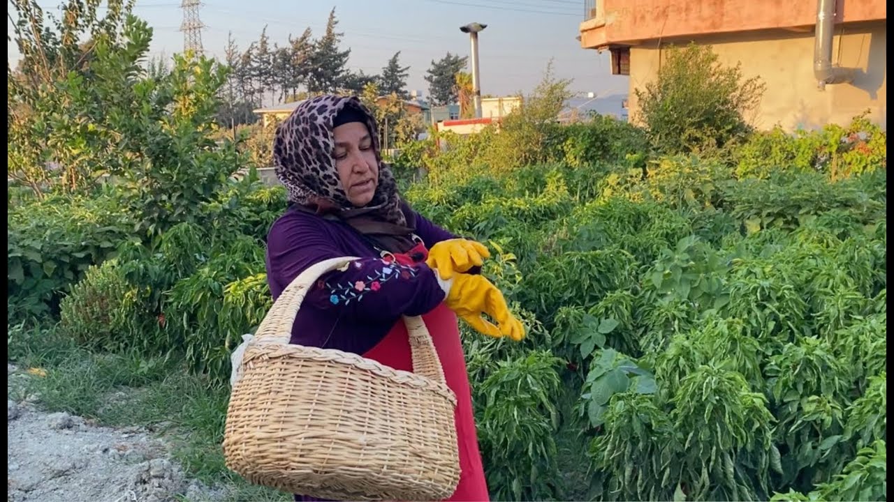 Hataylılar 100 yılı Aşkın Süredir Kurutmak İçin Bu Biberi Kullanıyor💯Bu Nasıl Bir Lezzet