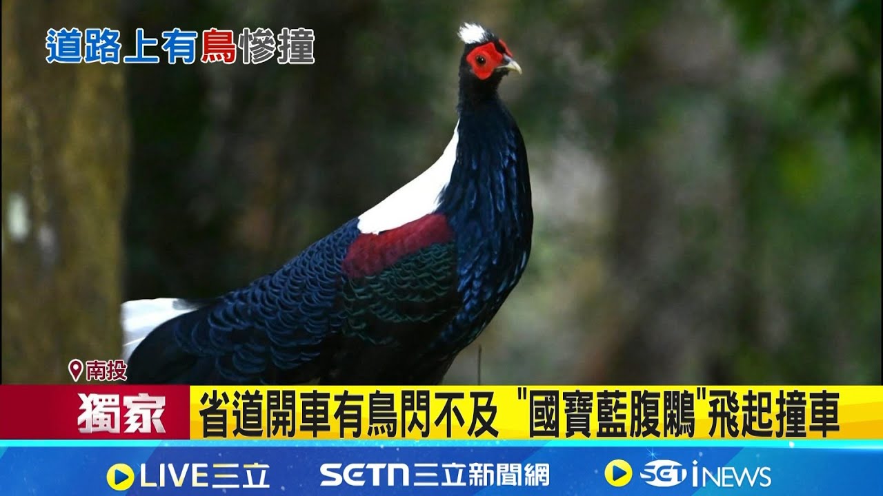三立獨家｜省道開車猝不及防 藍腹鷴飛起撞車 無恙逃逸 武嶺附近省道見山羌母子漫步 民眾驚喜｜記者 吳崑榆 張裕坤 曹勝彰｜新聞一把抓20260125｜三立新聞台