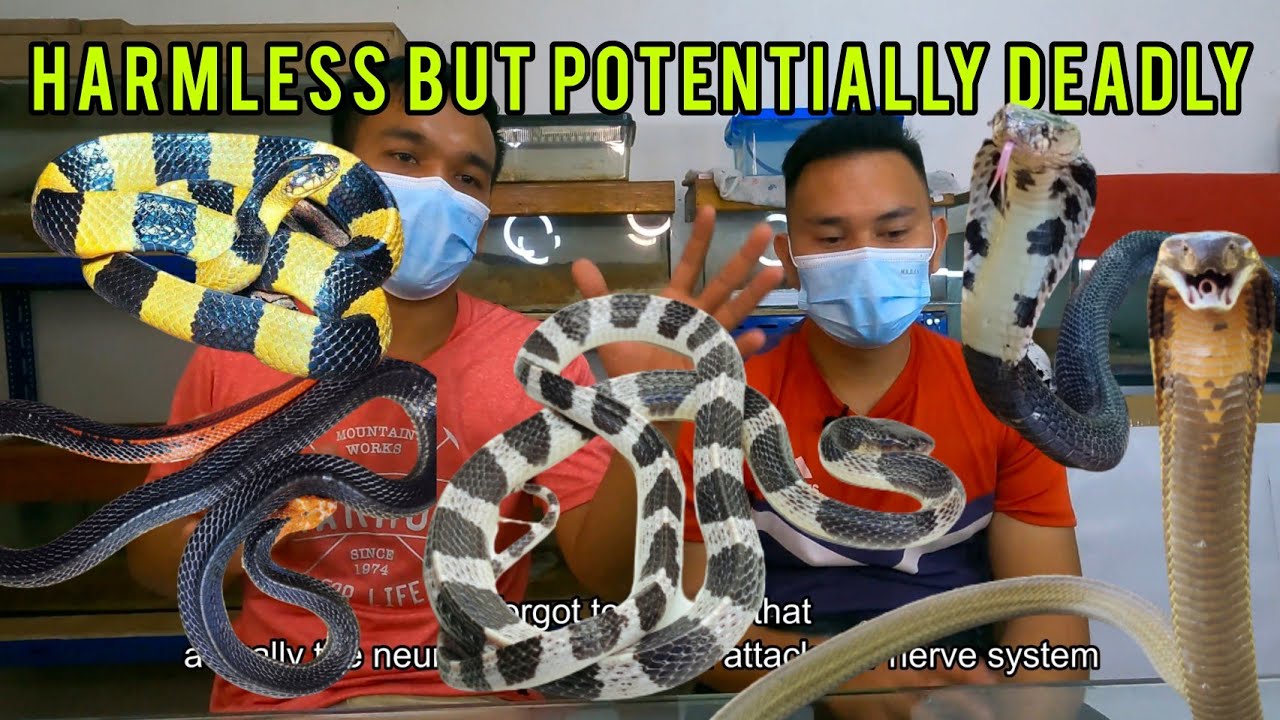 TOP 6 VENOMOUS SNAKE IN MALAYSIA | 6 spesis ular paling berbisa di malaysia