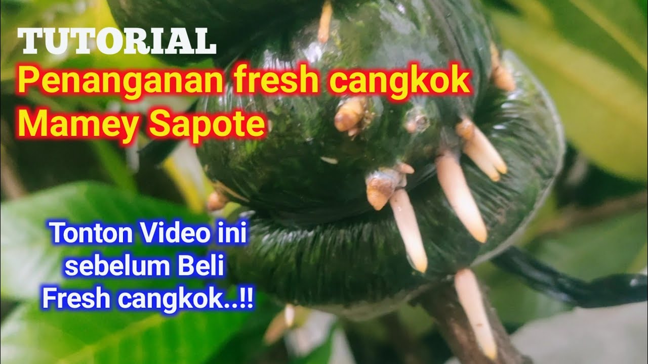 Penanganan Fresh cangkok Mamey Sapote