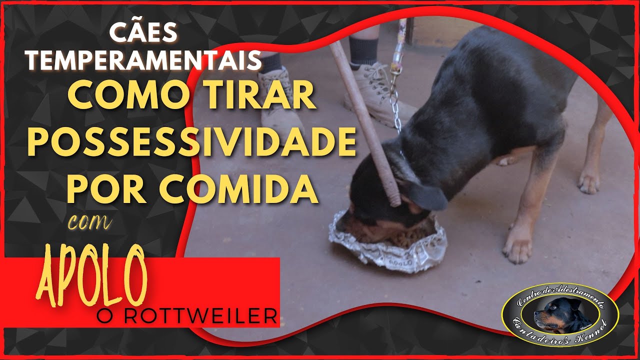 APOLO - Rottweiler - Como tirar possessividade com comida