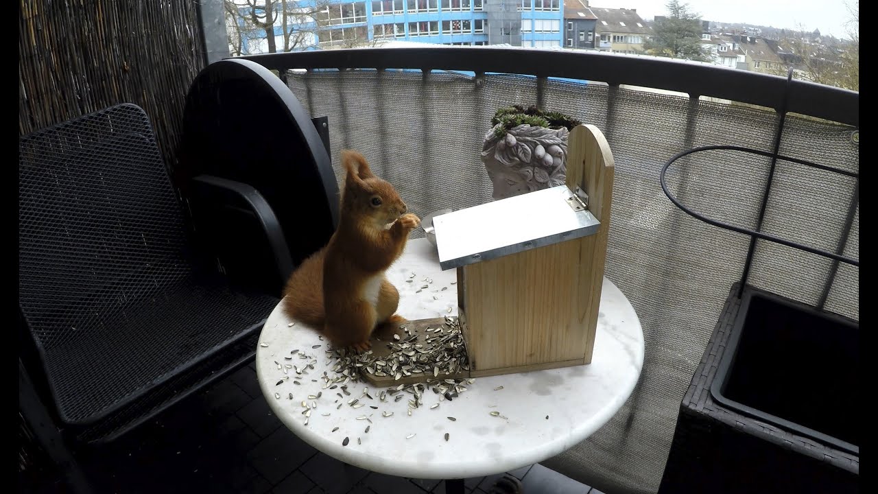 Futterneid