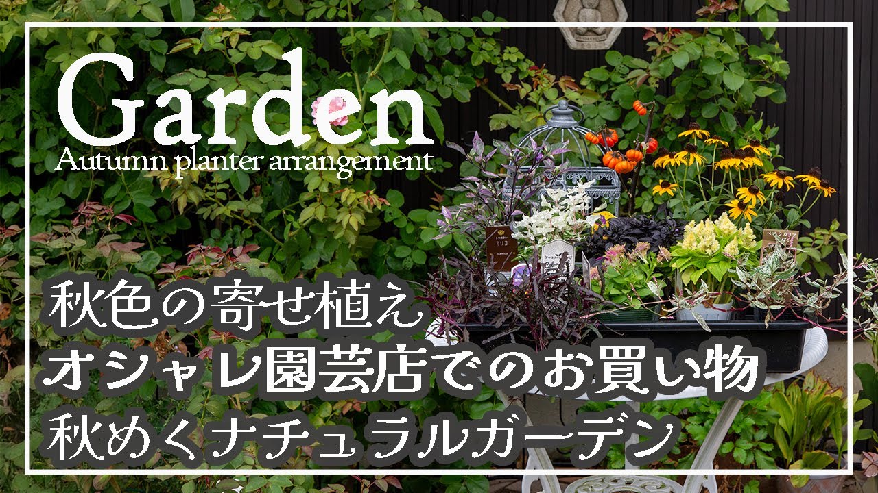 秋色の寄せ植えアイデア🎃秋めくナチュラルガーデン🎃おしゃれ園芸店 #ハロウィン #園芸 #ガーデニング #寄せ植え