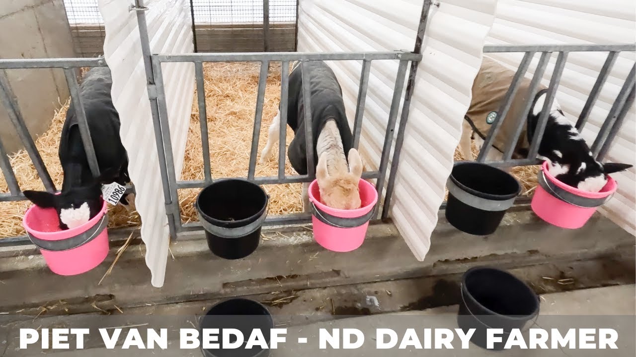 Feeding Dairy Calves (30)