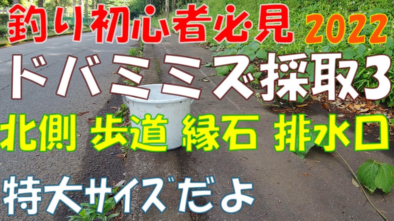 【釣り初心者必見】2022ドバミミズ採取3 北側・歩道・ 縁石・ 排水口 特大サイズだよ