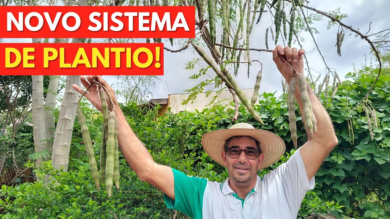 Novo Sistema de Plantio da Moringa. Promete Produzir MAIS Que o Capiaçu!