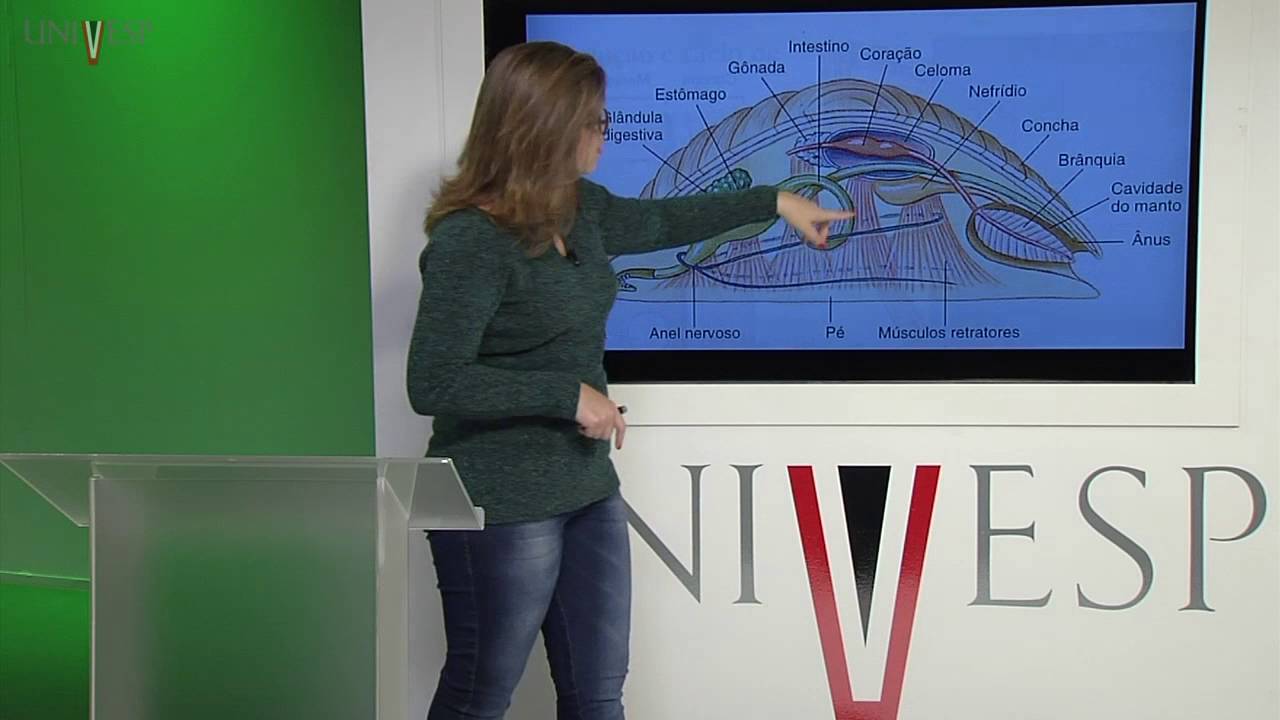 Zoologia de Invertebrados - Aula 13 - Mollusca I - Introdução e Classe Gastropoda