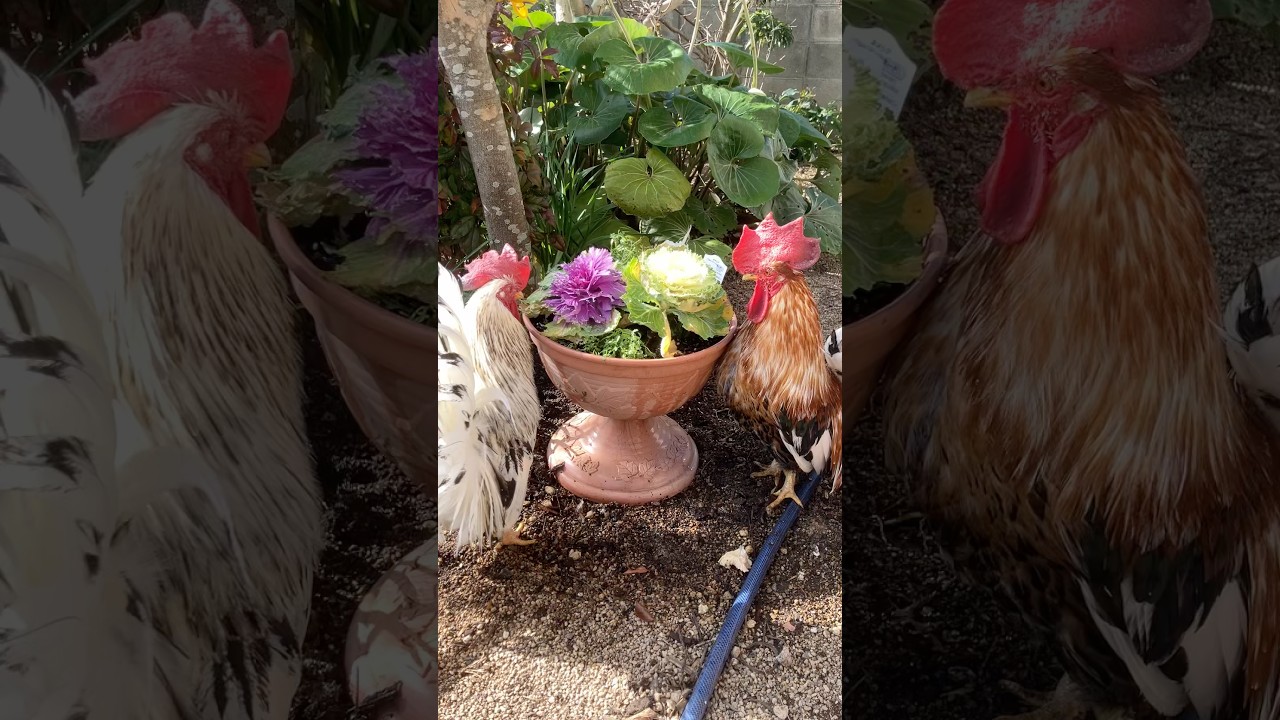 ハボタンを愛でるにわとりたち　Roosters admiring ornamental kales