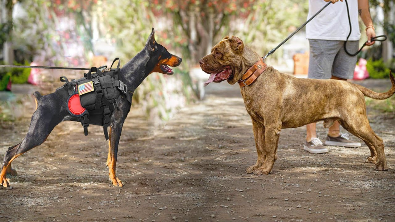 Perro BANDOG Entre Perros Poderosos, Así se ve 😬