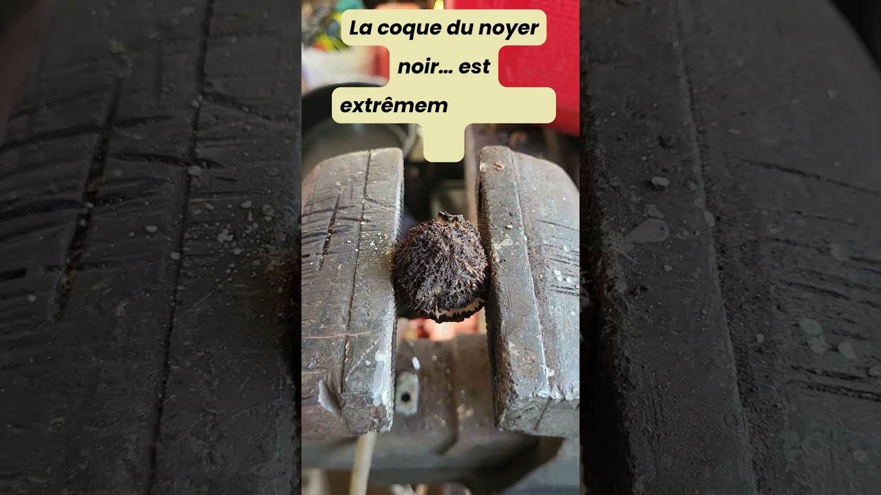 R&eacute;colte de noyer noir, la noix la plus dure du Qu&eacute;bec  #r&eacute;colte  #noyerNoir