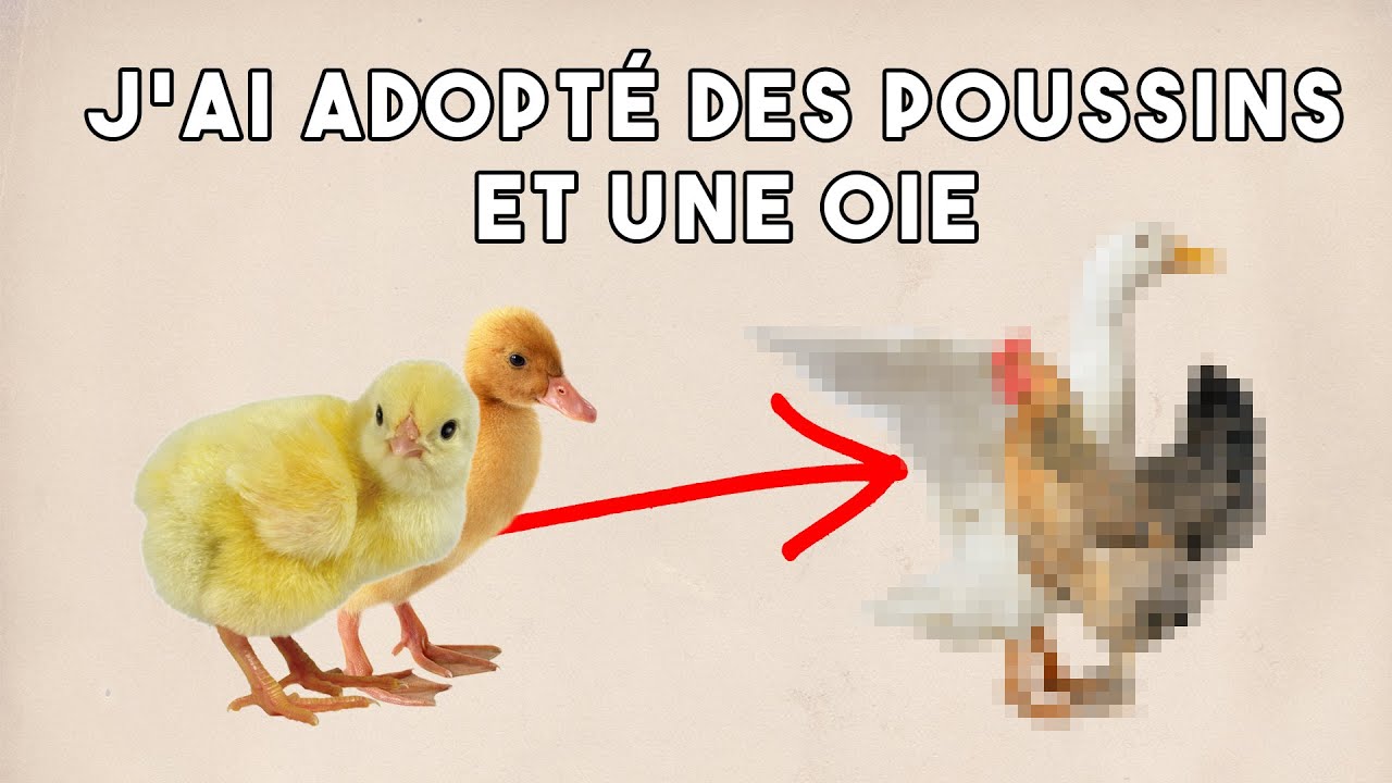 [HS] J'ai adopté des poussins.. et une oie !!