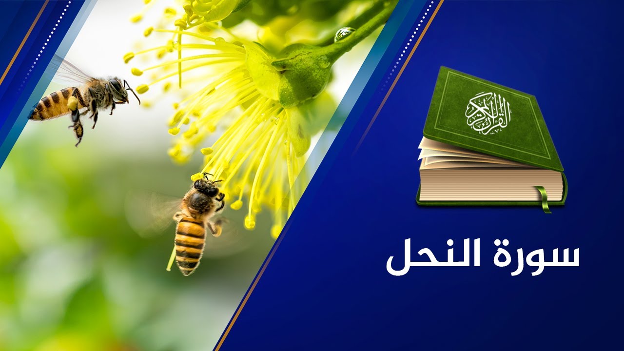🔴 سورة النحل {16} القارئ عبد الرحمن الشحات - القرآن الكريم