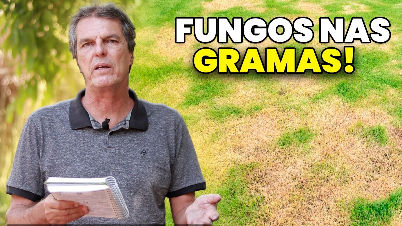 MINHA GRAMA ESTÁ TOMADA por FUNGOS, COMO RECUPERAR?