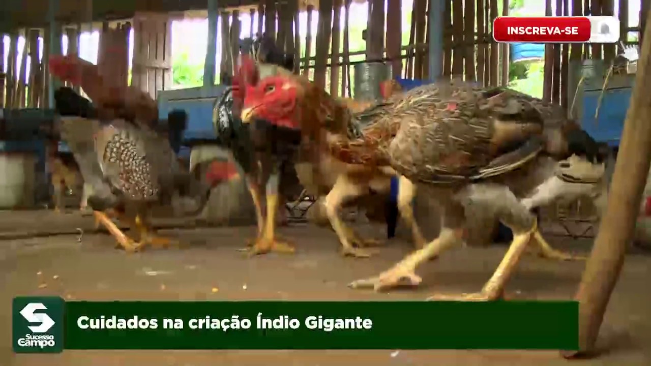 Cuidados na criação ìndio Gigante