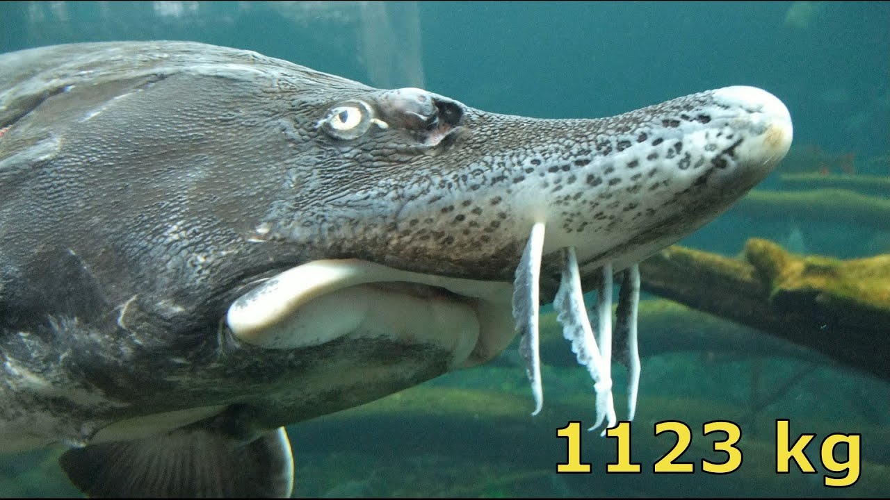 Ultimate Fishing Simulator 2: Caught 1123 kg Beluga Sturgeon! (New Record)