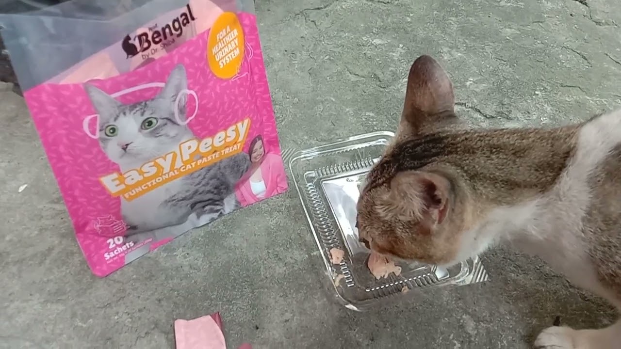 Stray cat feeding 