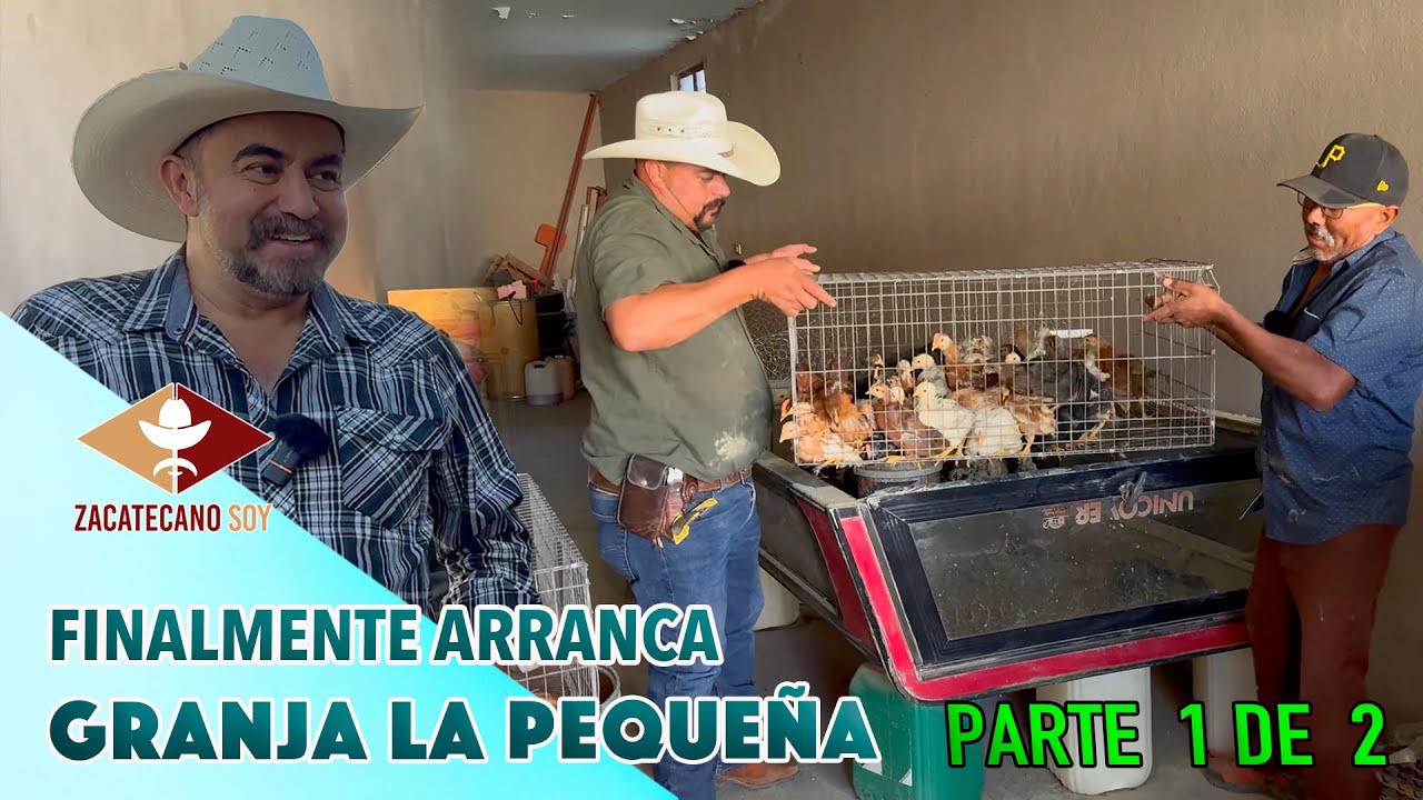 ¿CÓMO ESTÁN las pollitas nacidas en NUESTRA INCUBADORA?