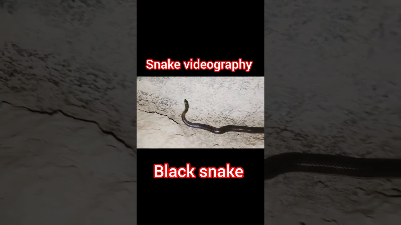Snake videography 🐉🐉 