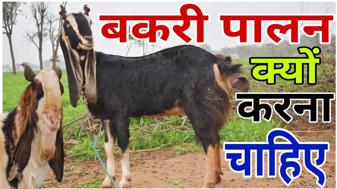 बकरी पालन के लाभ 👍 बकरी पालन क्यों करना चाहिए 😍 Benefits of Goat Farming  #goat #business #training