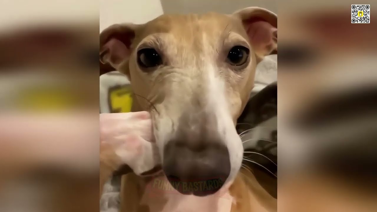 🖕🐕 PETS ON THE RUN: The 2026 Ghetto Heist Files! (CATS AND DOGS) 🐈🚨