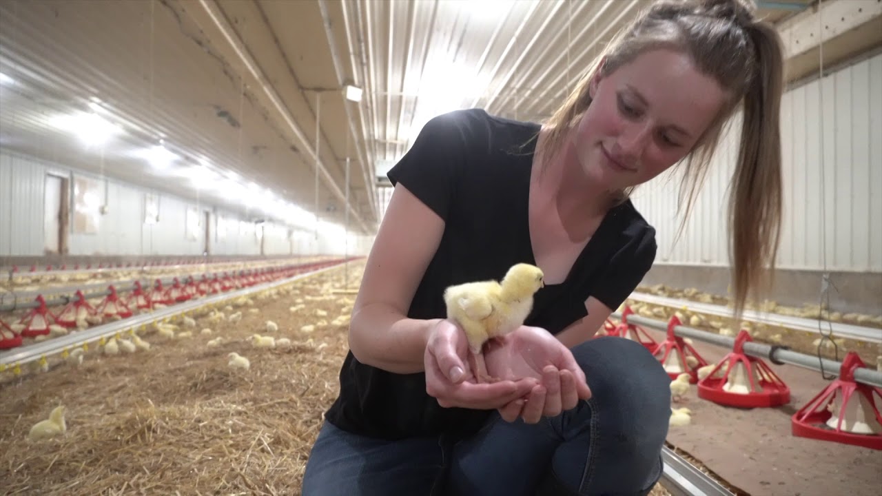 Join Manitoba Chicken Producers Farmer Rachel on a Tour of her Chicken Farm