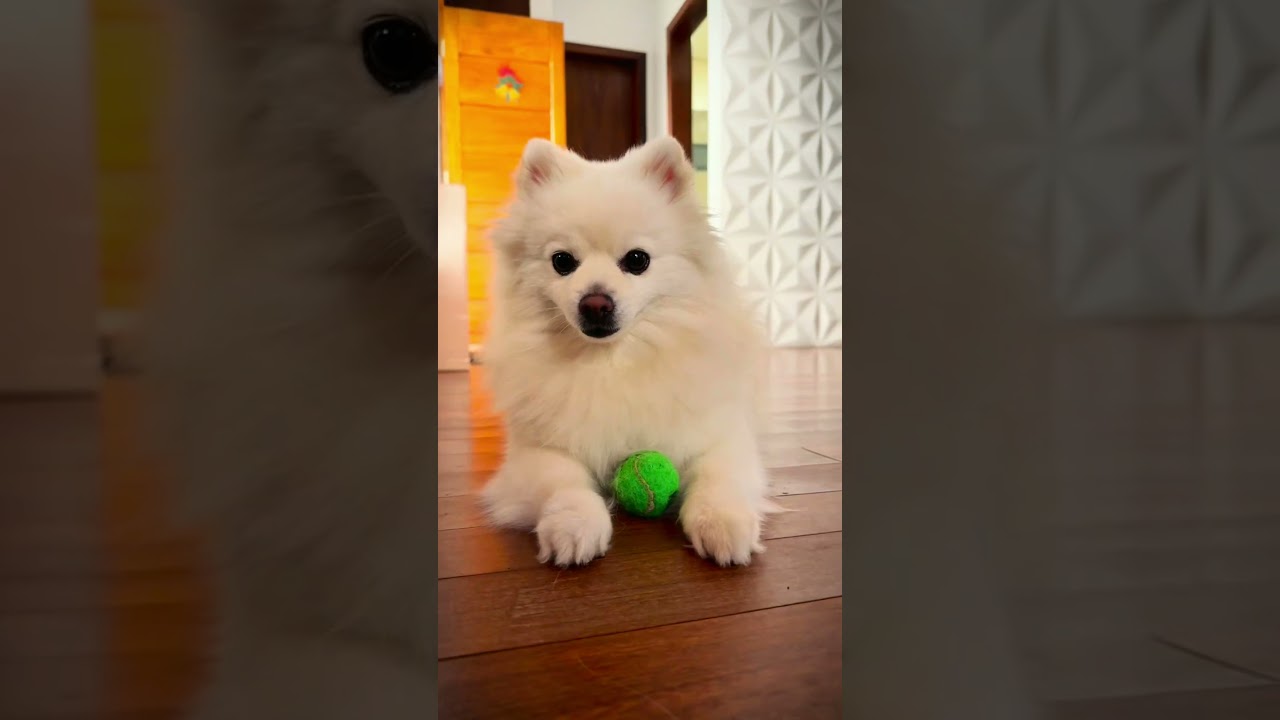 Spitz Alemão Branca