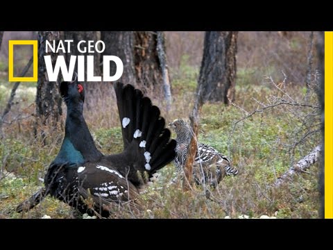 This Bird's Cluck Brings All the Hens to the Yard | The Forbidden River