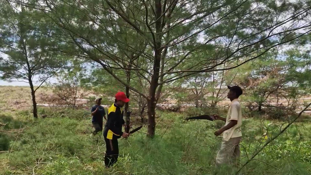 MODERN FARMING TRICKS:EFFICIENTLY PRUNING PINE TREE BRANCHES WITH A CHAINSAW!-agriculture techniques