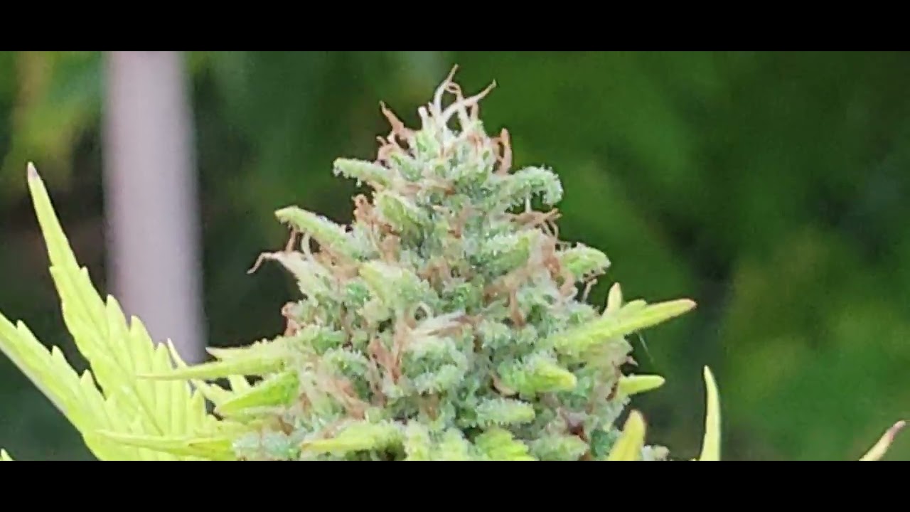 420 Outdoor Grow Round 5