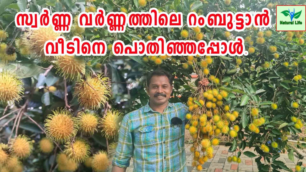 GOLDEN RAMBUTAN | സ്വർണ്ണ വർണ്ണത്തിലെ റംബുട്ടാൻ വീടിനെ പൊതിഞ്ഞപ്പോൾ |E35 Rambutan | #e35rambutan