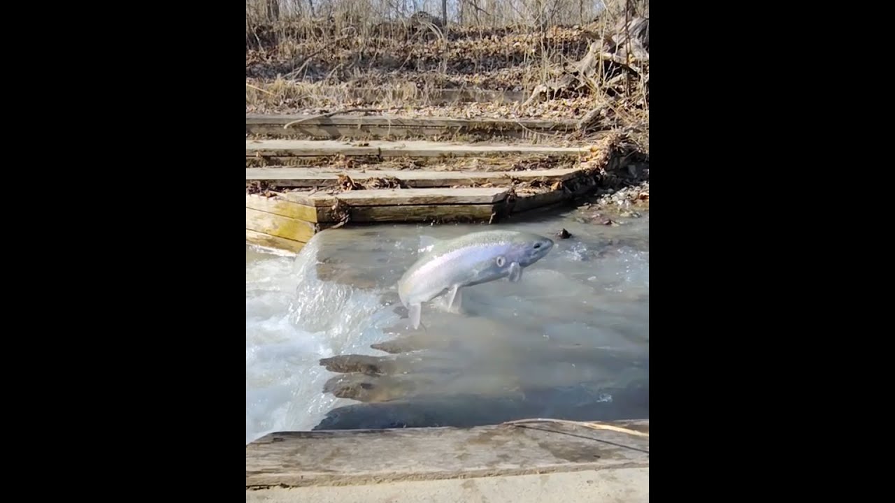 Trout run March 11th 2025  Catherine Creek NY