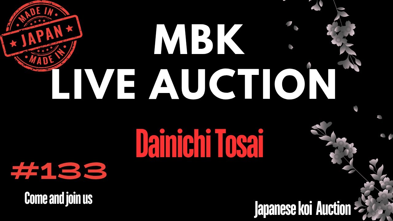 Live Japanese koi auction #133