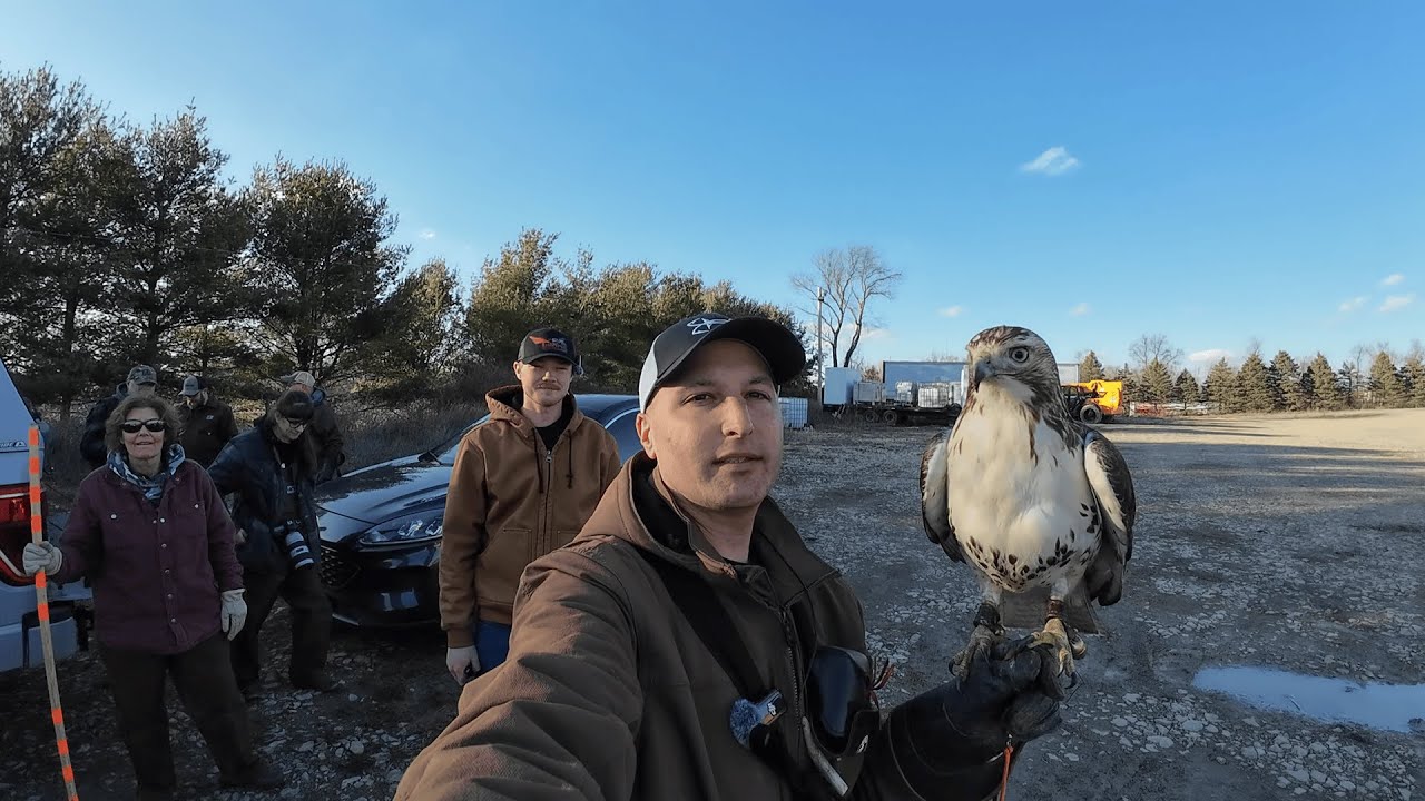 O.F.A. 2025 Field Meet (Golden Eagle, Red-tailed Hawks, Harris's Hawks, Eastern Barn Owl)