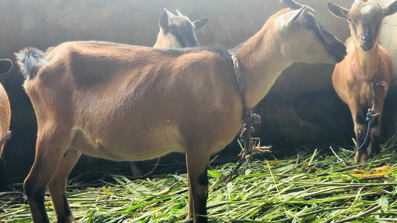 Goat Miscarriage | Causes, Symptoms, Treatment And Prevention