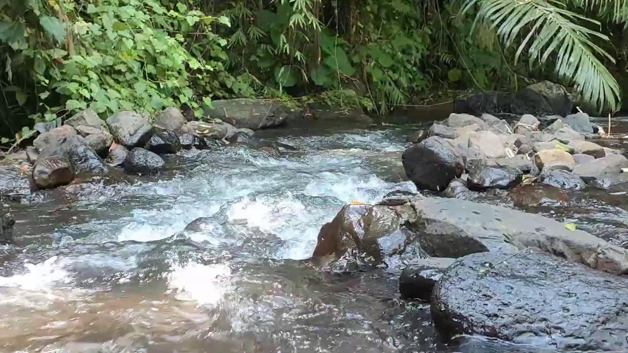 Relaxing River Sound for Study & Focus -  Forest Stream Ambience