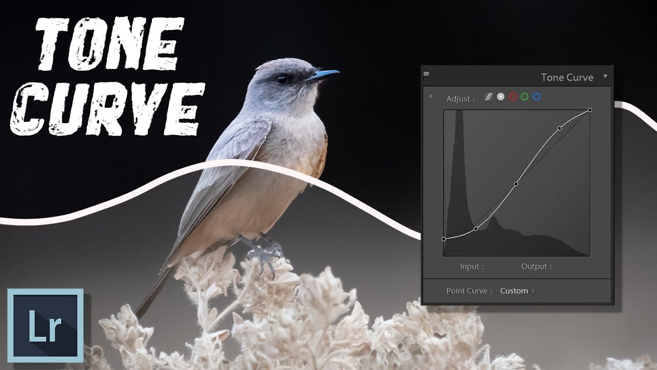 Lightroom Tone Curve for Beginners